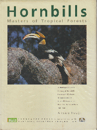 Hornbills   Maters of Tropical Forests