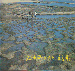 天神崎の自然観察