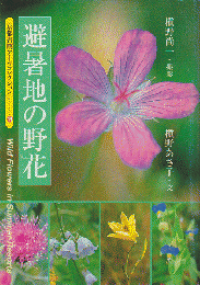 避暑地の野花