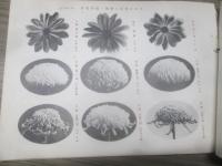 千秋会会報　第12～14、16号　御大典奉祝記念号　５冊（菊花）