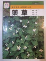 検索入門薬草　種類・薬効・用い方