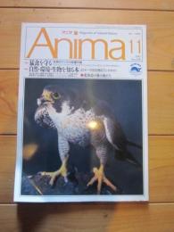 月刊誌 アニマ　№230　1991年11月号　特集：猛禽を守る　自然・環境・生物を知る本　北海道の魚たち