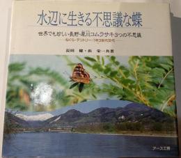 水辺に生きる不思議な蝶 : 世界でも珍しい長野・犀川コムラサキの不思議 ねぐら・テリトリー・1年3世代交代