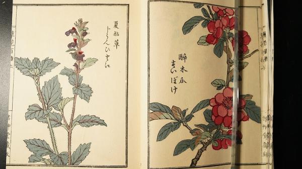 草花百種 全4冊 元版(幸野楳嶺) / 古本、中古本、古書籍の通販は