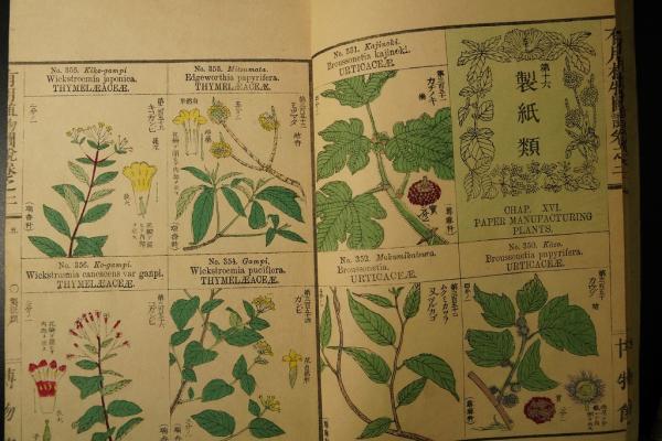 有用植物図説 巻2 彩色木版(田中芳男, 小野職愨撰) / 古本、中古本、古
