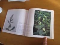 日本の花　1　里山・高原・鉱山・北限の島に咲く　【図録】