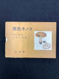 原色キノコ