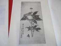 乾山妙蹟譜