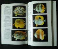 Fishes of Bitung　‐Northern Tip of Sulawesi,Indonesia