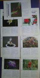 熱帯動植物友の会会報　第101号‐第108号（第107号欠）