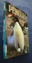 ペンギン　南極からの手紙　Penguin