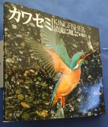 カワセミ‐清流に翔ぶ　Kingfisher