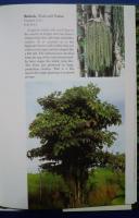 Malaysian Trees in Colour