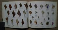 魚・貝　学習コンパクト図鑑　4
