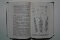 New Flora of the British Isles