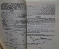 акулы индийского океана