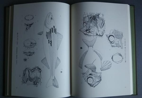 五百種魚体解剖図説 (1)(富永盛治郎 澁澤敬三監修) / 文遊舎 五百種魚体解剖図説 (1)(富永盛治郎 澁澤敬三監修) / 文遊舎
