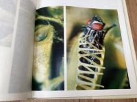 食虫植物　清水清写真集