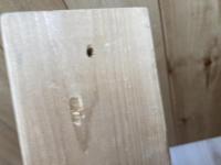 【招木】五代目　小さん流 権太楼道場