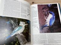 洋書/オーストラリアの鳥  コンプリートブックス