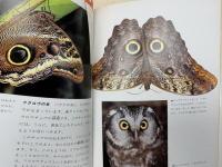 動物のふしぎな世界　15　うその顔をもつ動物たち