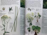 洋書　THE COMPLETE BOOK OF HERBS