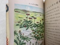 春の生物  観察図絵 教室文庫