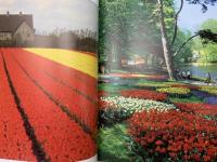 洋書　オランダ　チューリップ写真集