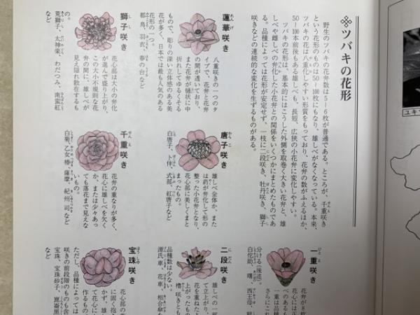 日本の椿花(横山三郎・桐野秋豊) / 太田書店(株) / 古本、中古本