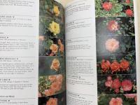 洋書　ニュージーランドのミニバラ