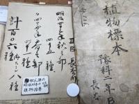 明治43-44年の植物標本 約95種/北大予科
