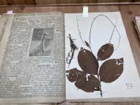 明治43-44年の植物標本 約95種/北大予科