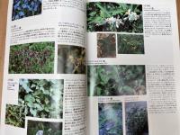 写真で見る 外来雑草