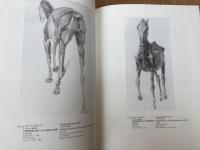 華麗なる馬たち+馬　華麗なる友 馬と人間の美術史　図録2点
