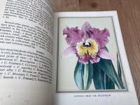 洋書/1950年 蘭の説明と栽培