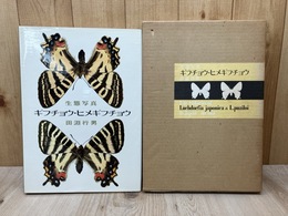 生態写真 ギフチョウ・ヒメギフチョウ