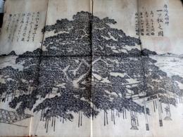 白瑛写　唐崎大明神一ツ松之圖