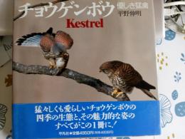チョウゲンボウ : 優しき猛禽