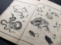 和本「万物雛形画譜 三編」1冊 明治14年 鮮斎永濯/画 21丁 絵本 花鳥 神仏 昆虫 文様 手習