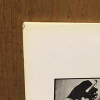 Rude Health: David Thorpe　デヴィッド・ソープ写真集