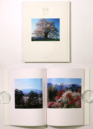 桜日
