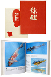 錦鯉