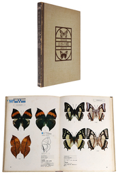 検索図鑑　日本の蝶