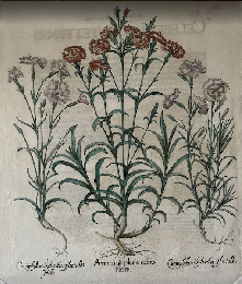 バシリウス・ベスラー『アイヒシュテット庭園植物誌 Hortus Eystettensis』よりカーネーション(撫子)の図譜 推定三版（1713年）銅版手彩色