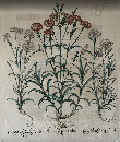 バシリウス・ベスラー『アイヒシュテット庭園植物誌 Hortus Eystettensis』よりカーネーション(撫子)の図譜 推定三版（1713年）銅版手彩色