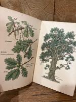 【インゼル文庫316番】小さな木の本〜ドイツの森の木　Das kleine Baumbuch. Farbige Bilder von Willi Harwerth. Geleitwort von Friedrich Schnack. Die deutschen Waldbaume.  [Insel-Bucherei Nr. 316]