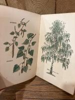 【インゼル文庫316番】小さな木の本〜ドイツの森の木　Das kleine Baumbuch. Farbige Bilder von Willi Harwerth. Geleitwort von Friedrich Schnack. Die deutschen Waldbaume.  [Insel-Bucherei Nr. 316]