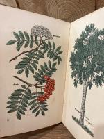 【インゼル文庫316番】小さな木の本〜ドイツの森の木　Das kleine Baumbuch. Farbige Bilder von Willi Harwerth. Geleitwort von Friedrich Schnack. Die deutschen Waldbaume.  [Insel-Bucherei Nr. 316]