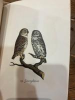 【インゼル文庫515番】猛禽類の小さな本　Das kleine Buch der Greife. Einheimische Raubvogel. Mit einem Geleitwort von Otto Fehringer. [Insel-Bucherei Nr. 515]