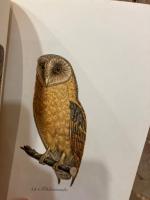 【インゼル文庫515番】猛禽類の小さな本　Das kleine Buch der Greife. Einheimische Raubvogel. Mit einem Geleitwort von Otto Fehringer. [Insel-Bucherei Nr. 515]